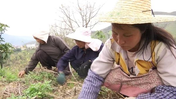 致富经种植果树_果树种植致富经_农村种植果树致富好项目