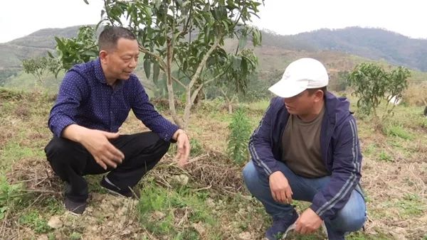 致富经种植果树_农村种植果树致富好项目_果树种植致富经