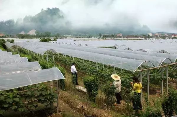 种樱桃核的方法_无核樱桃的种植技术_怎样用樱桃核种樱桃