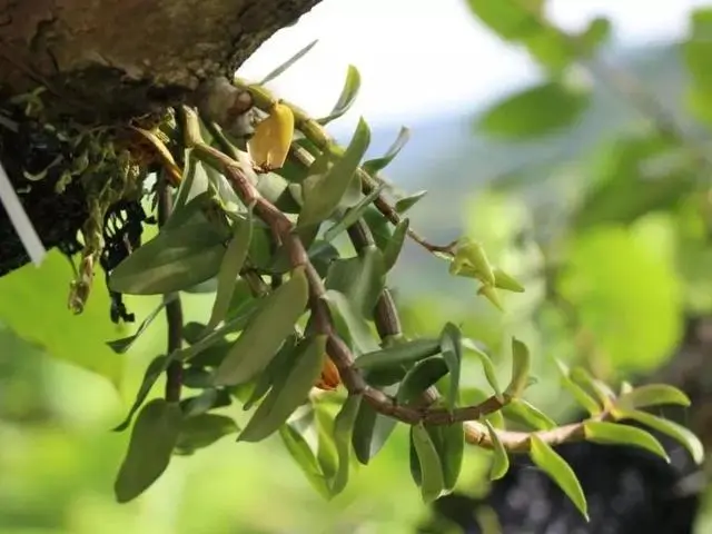 农村致富经中药材种植_民间草药种植致富_致富种植民间草药视频