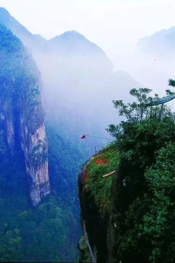 致富种植民间草药视频_农村致富经中药材种植_民间草药种植致富