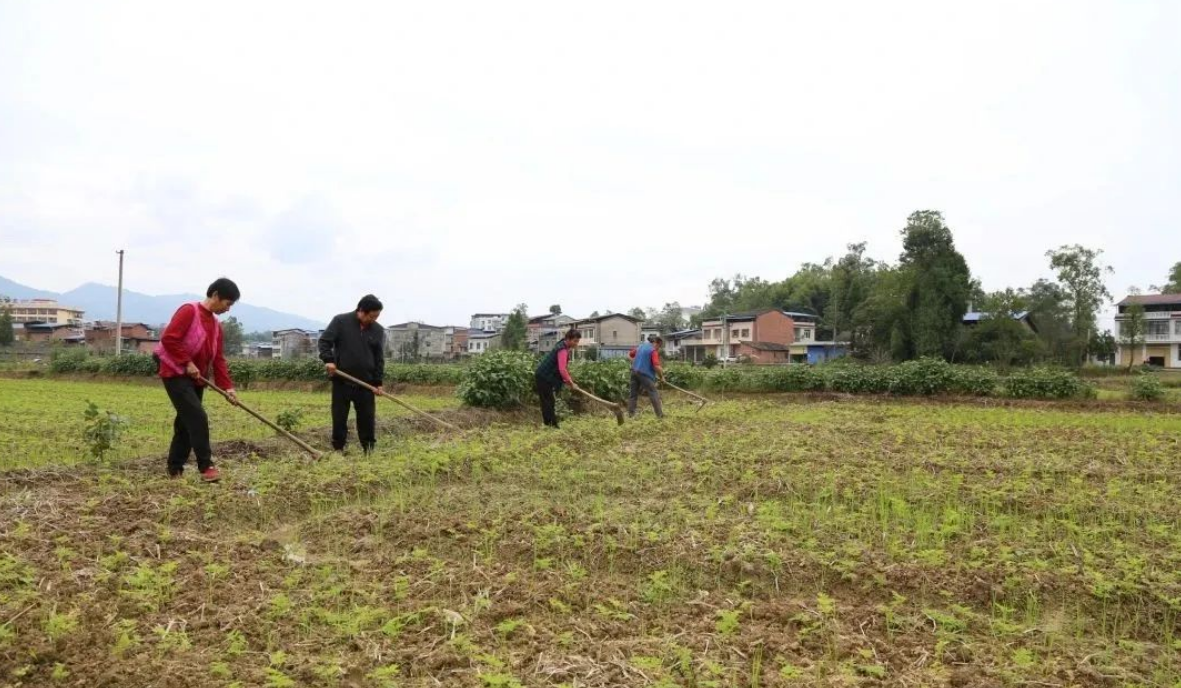 致富种植民间草药视频_民间草药种植致富_种植致富药材