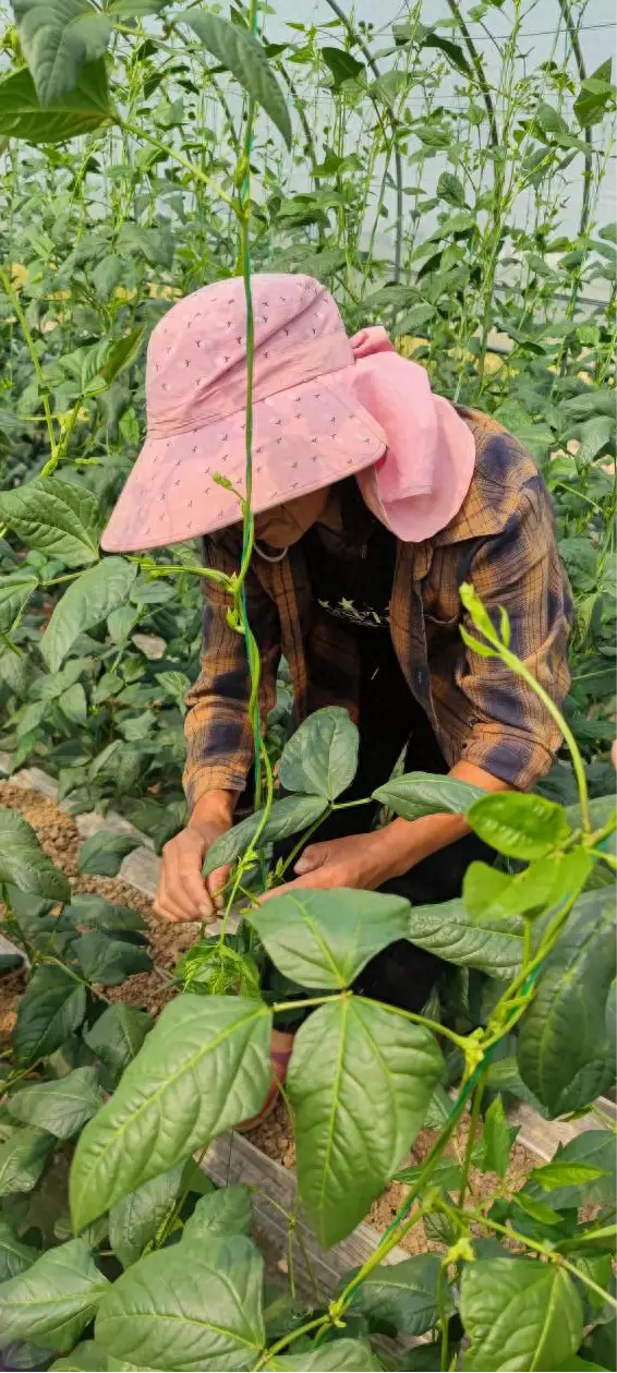 致富经蔬菜种植视频_种蔬菜致富经_蔬菜种植  致富