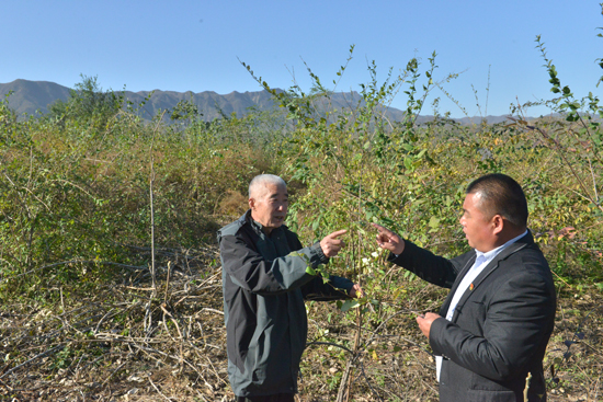 弘扬岐黄文化 助推乡村振兴 让村民走上种植中药材致富之路