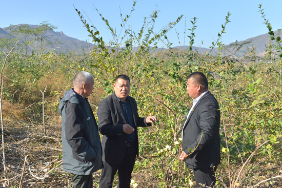 弘扬岐黄文化 助推乡村振兴 让村民走上种植中药材致富之路