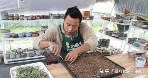 种植果树致富_林果种植致富模式_致富种植果林模式是什么