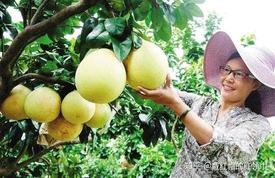 致富种植果林模式是什么_种植果树致富_林果种植致富模式