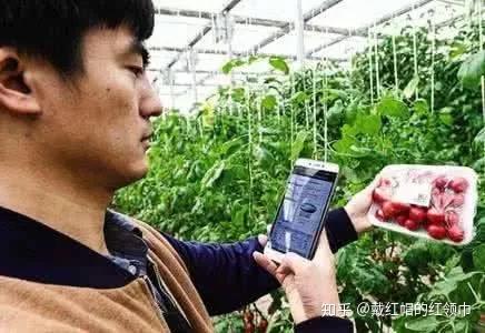 种植果树致富_致富种植果林模式是什么_林果种植致富模式