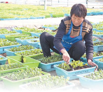 盆栽蔬菜种植技术要点_盆栽蔬菜种植技术与管理_盆栽蔬菜种植技术