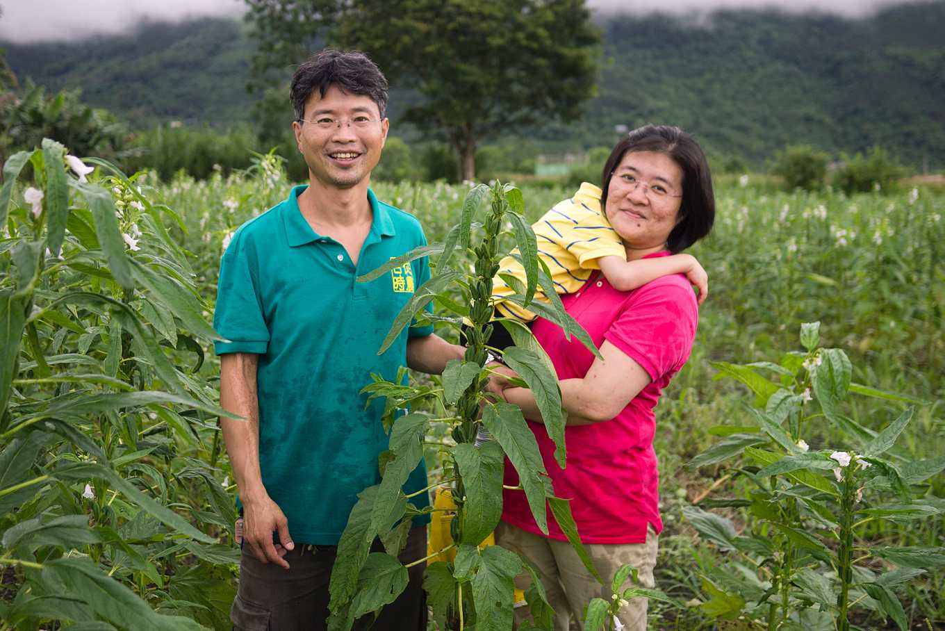 秋芝麻如何种植技术_芝麻种植管理技术_芝麻种植技巧