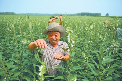 秋芝麻如何种植技术_芝麻种植技巧_芝麻种植管理技术