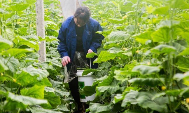 温室基地_温室种植致富果园_温室果树栽培技术