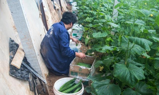 温室基地_温室种植致富果园_温室果树栽培技术