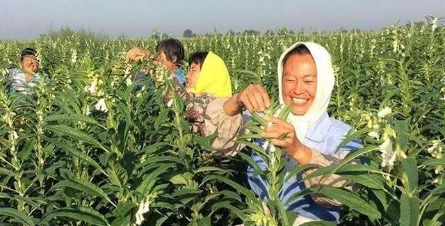 芝麻一穴一株，一株双杆高产栽培技术，原来是这样种植的