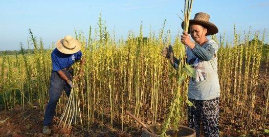 芝麻一穴一株，一株双杆高产栽培技术，原来是这样种植的