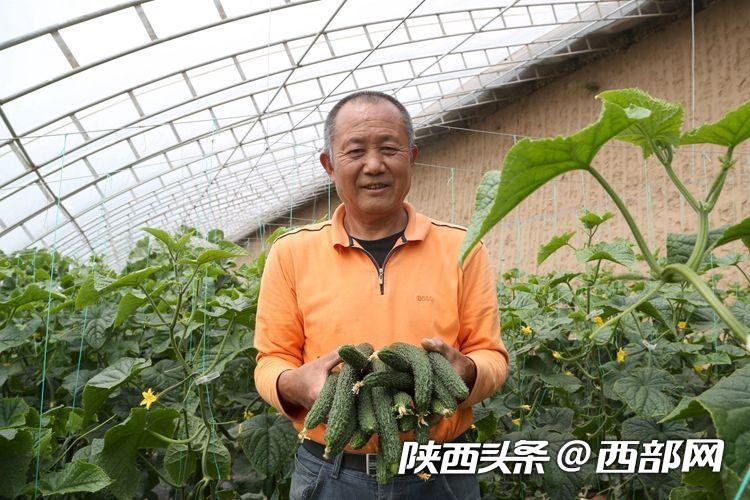 榆林吴堡县：大棚蔬菜种植业成为群众增收致富“新引擎”