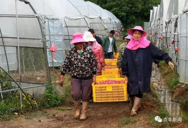 致富经果树种植视频_圣女果种植致富_种植圣女果赚钱吗