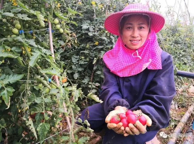 圣女果种植致富_种植圣女果赚钱吗_致富经果树种植视频