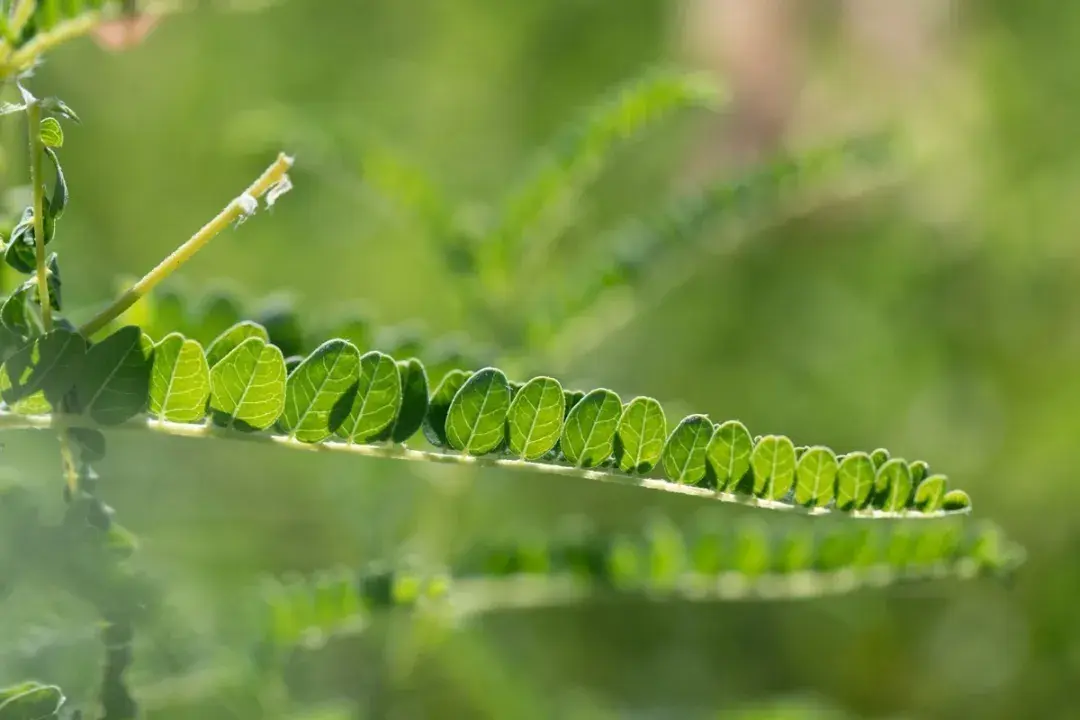 北方黄芪的种植与管理_东北黄芪怎么种植技术_东北黄芪种植技术视频