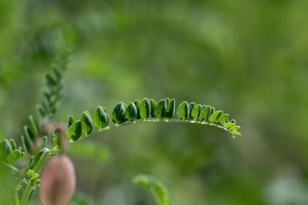 北方黄芪的种植与管理_东北黄芪怎么种植技术_东北黄芪种植技术视频