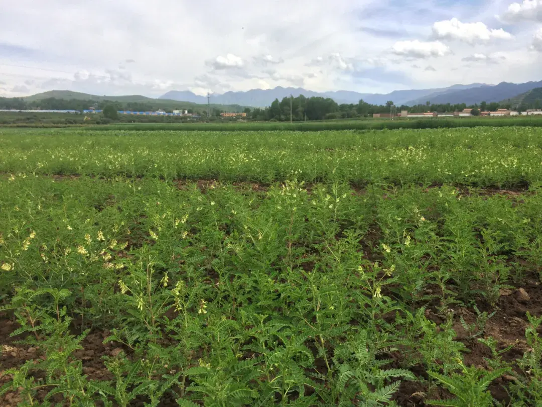 东北黄芪种植技术视频_东北黄芪怎么种植技术_北方黄芪的种植与管理