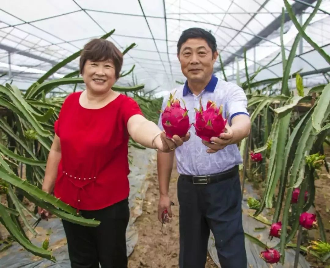 大棚西瓜种植技术农广天地_西瓜大棚栽培技术_西瓜大棚种植技术视频