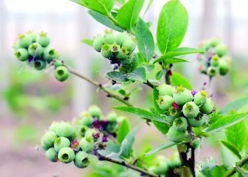 大棚西瓜种植技术农广天地_西瓜大棚栽培技术_西瓜大棚种植技术视频