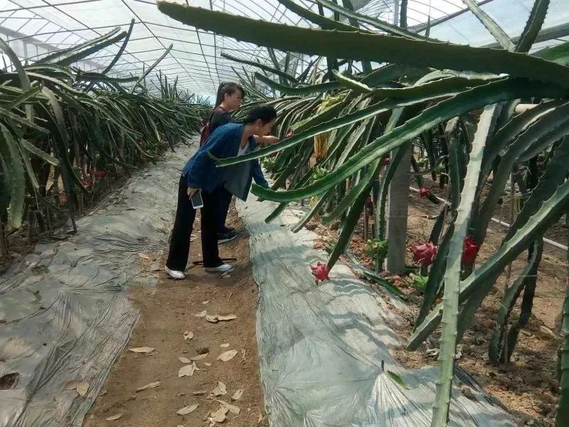 大棚西瓜种植技术农广天地_西瓜大棚栽培技术_西瓜大棚种植技术视频