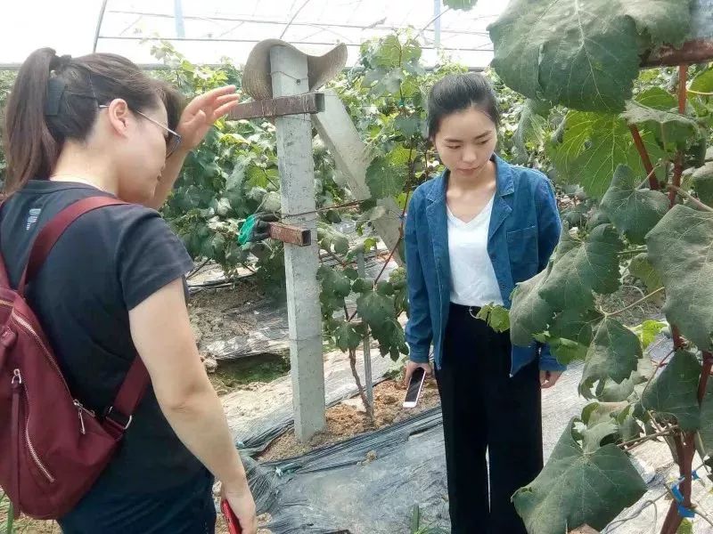 大棚西瓜种植技术农广天地_西瓜大棚栽培技术_西瓜大棚种植技术视频