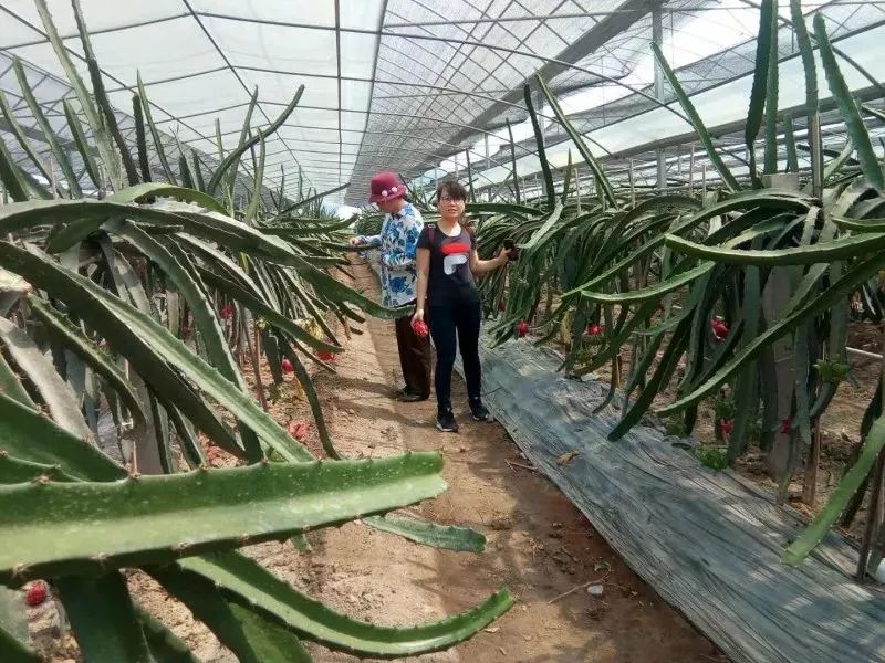 大棚西瓜种植技术农广天地_西瓜大棚种植技术视频_西瓜大棚栽培技术