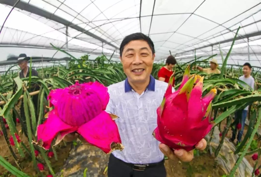 西瓜大棚种植技术视频_大棚西瓜种植技术农广天地_西瓜大棚栽培技术