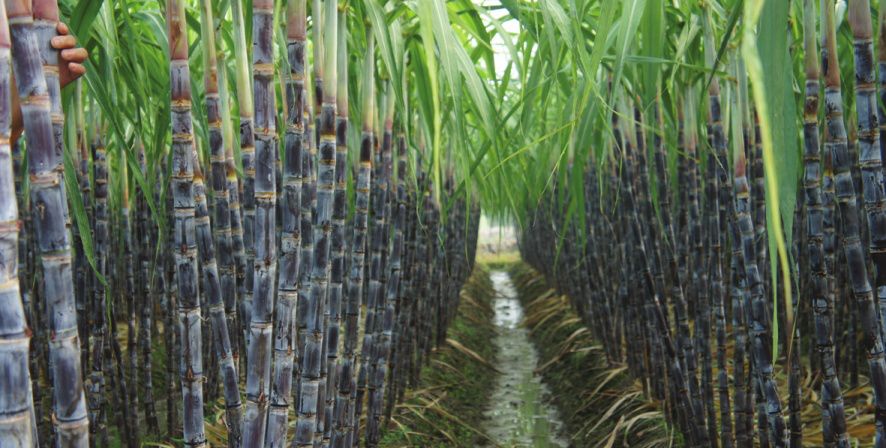 西瓜大棚栽培技术_大棚西瓜种植技术农广天地_西瓜大棚基地