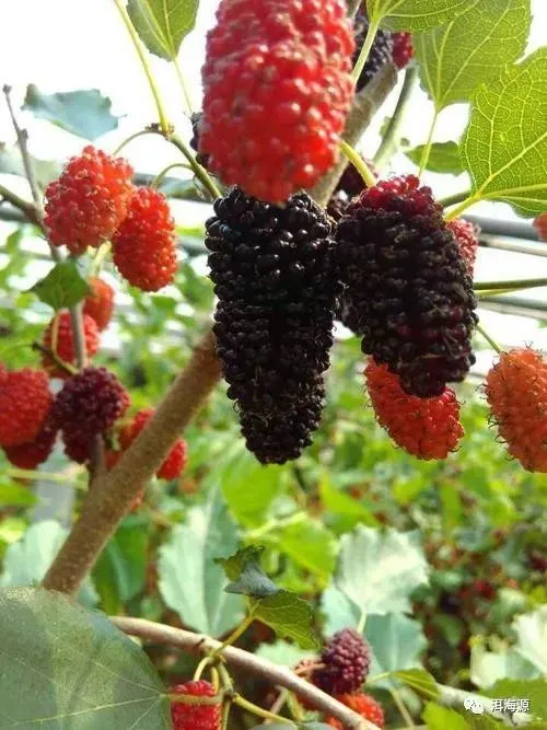 温室农业_温室种果树_温室种植致富果园