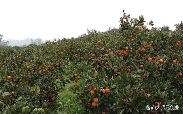 致富种植收购项目怎么样_种植致富项目收购_致富种植创业项目