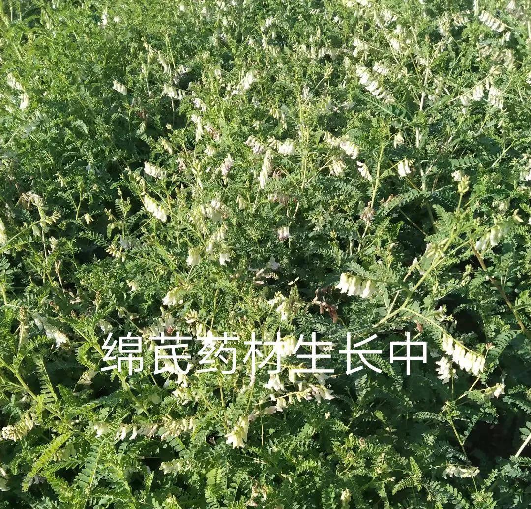 黄芪主要以绵芪为主 药效高质量好 绵芪对前茬要求很严很严