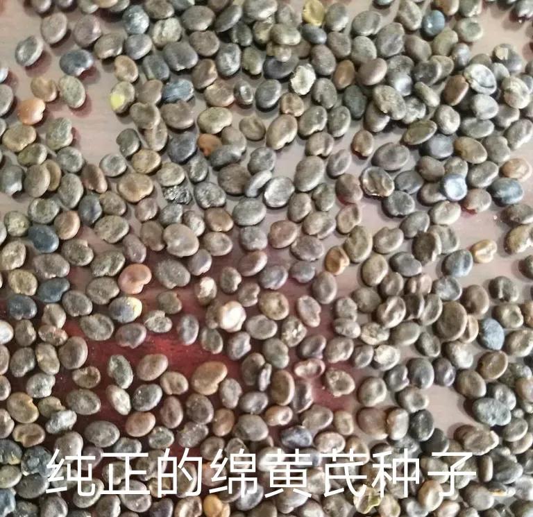 东北黄芪种植技术视频_东北黄芪怎么种植技术_东北黄芪种植条件和技术