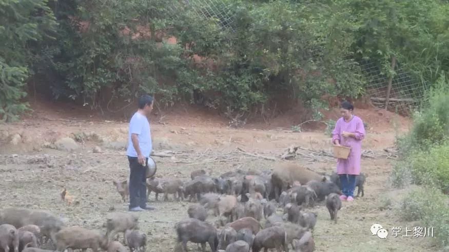 致富野猪养殖高手视频_养殖野猪致富高手_致富野猪养殖高手小说