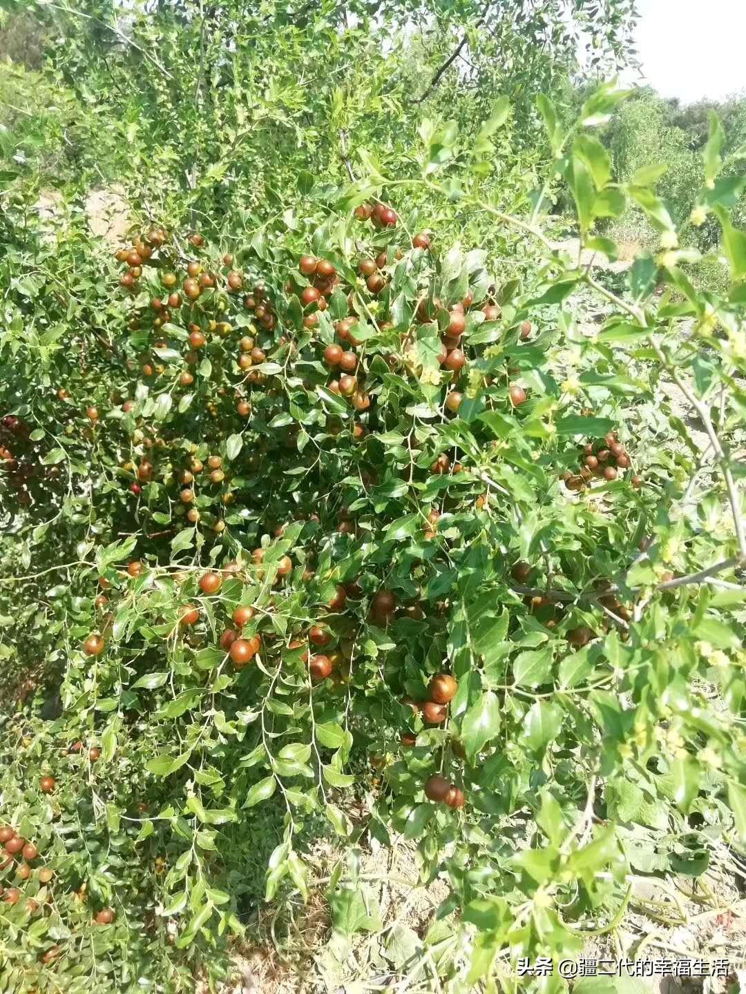 东北黄芪种植技术要求_东北黄芪种植技术与管理_东北黄芪怎么种植技术