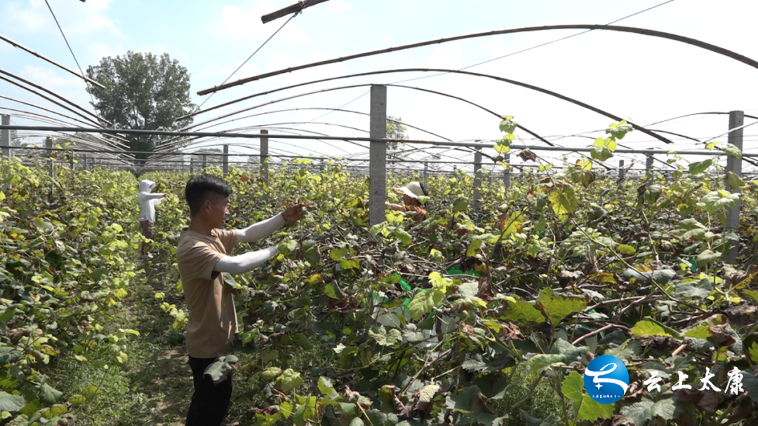 甜高粱种植致富_甜高粱种植效益_致富种植甜高粱图片