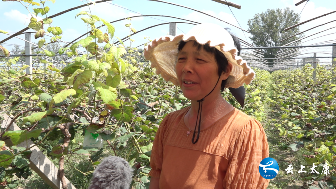 甜高粱种植效益_甜高粱种植致富_致富种植甜高粱图片