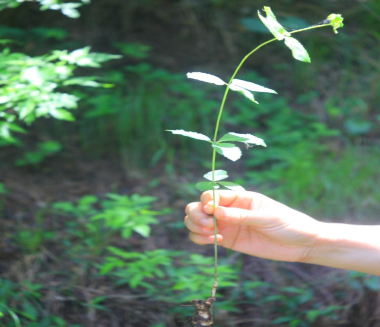 桔梗种植技术图片_种植桔梗图片技术要求_种植桔梗视频