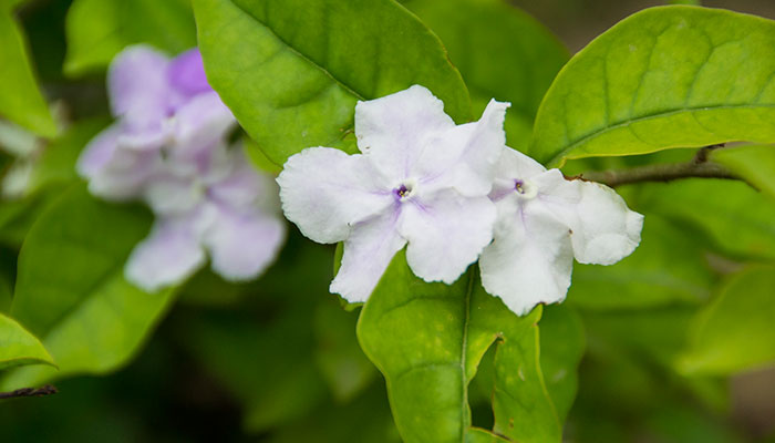 双色茉莉的养殖方法和注意事项 双色茉莉的养殖方法