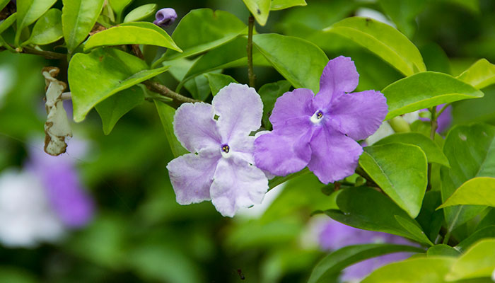 双色茉莉的养殖方法和注意事项 双色茉莉的养殖方法