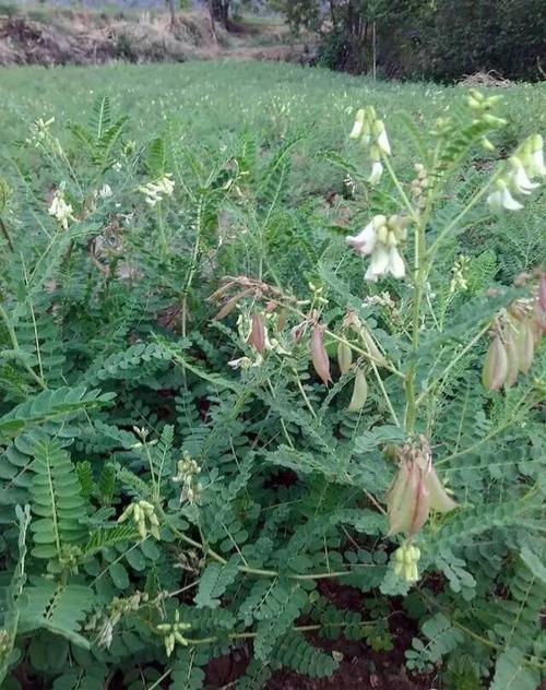 东北黄芪种植技术视频_东北黄芪种植技术要求_东北黄芪怎么种植技术