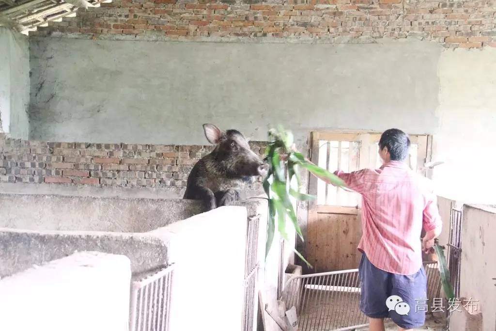 致富经养野猪_养殖野猪致富高手_致富野猪养殖高手是谁