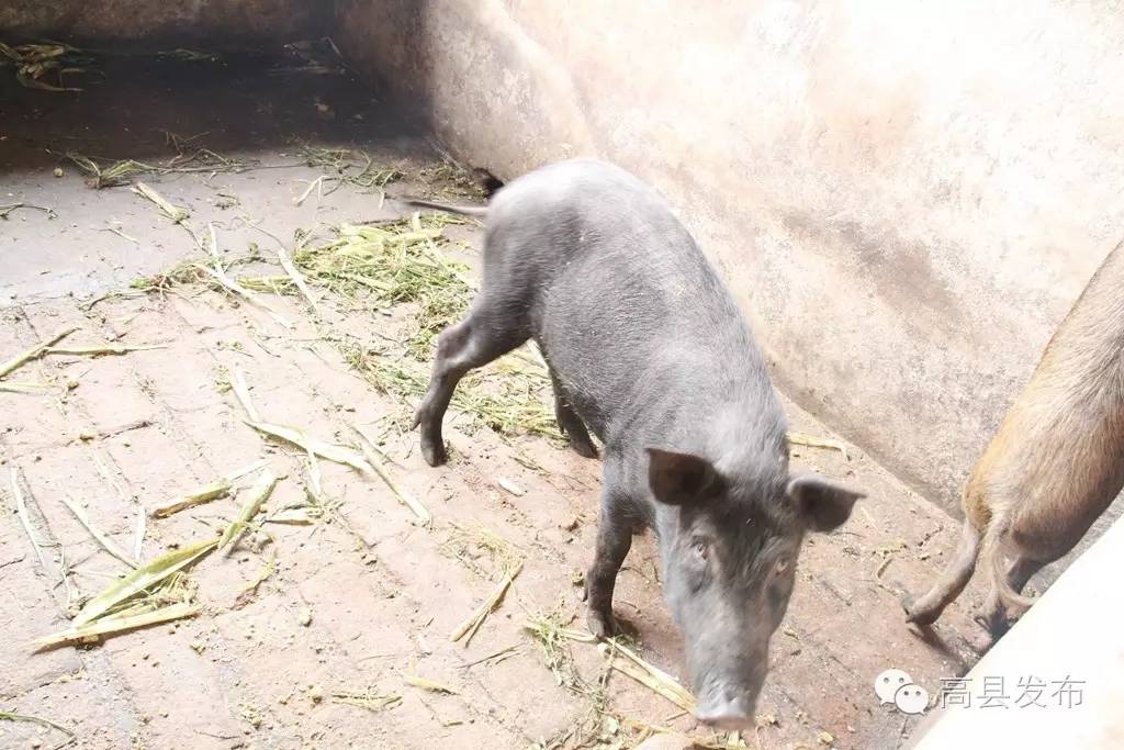 养殖野猪致富高手_致富经养野猪_致富野猪养殖高手是谁