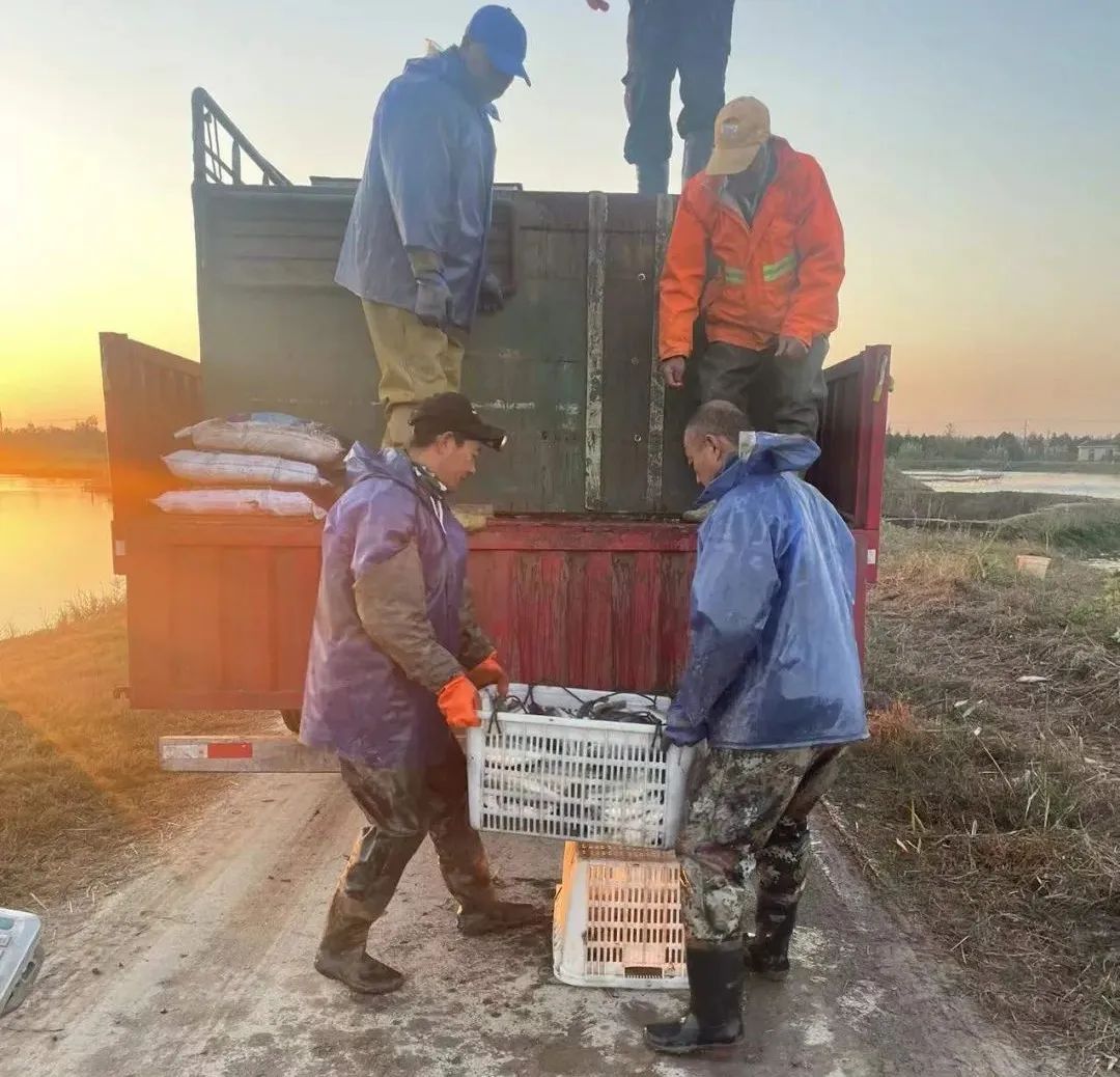 致富经鱼苗_致富经养草鱼一年提升50_致富经天价草鱼