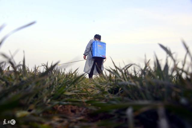 种小麦赚钱吗_致富经靠种小麦_种小麦投资