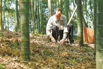 竹笋种植前景如何_致富经八竹笋种植技术_致富笋竹种植技术与管理