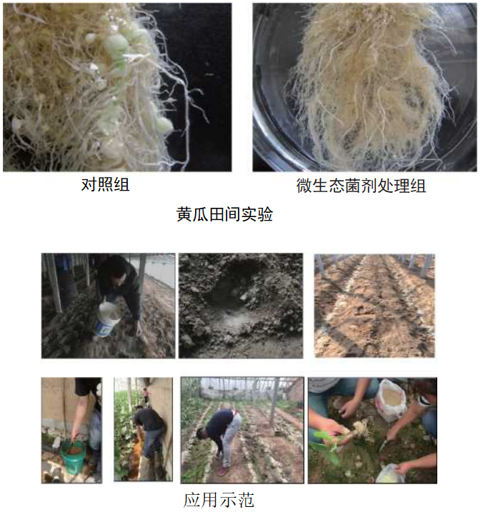 大菱鲆养殖成本预算_大菱鲆健康养殖技术_菱角养殖技术